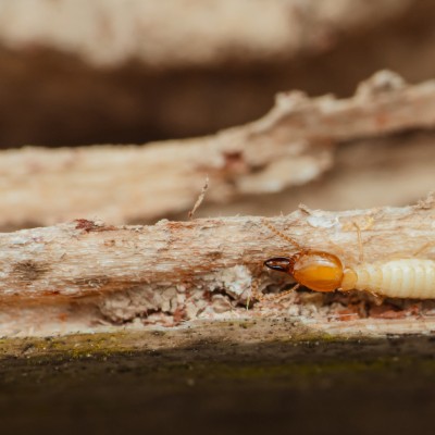 Diagnostic termites d'un bâtiment